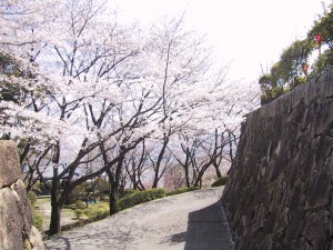 亀居城　春の桜