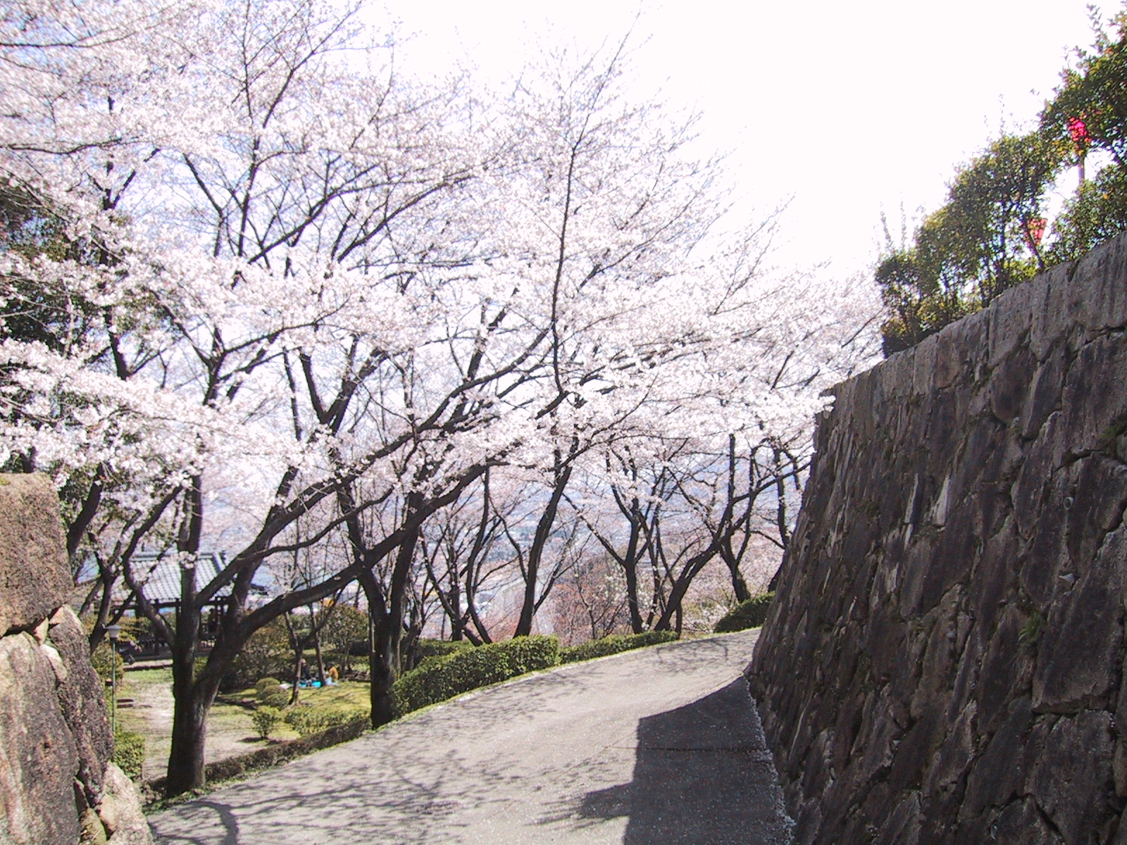 「亀居公園　桜」の画像検索結果